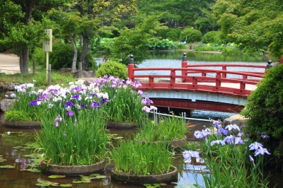 梅雨に楽しめる花の名所│山口県の菖蒲スポット2025