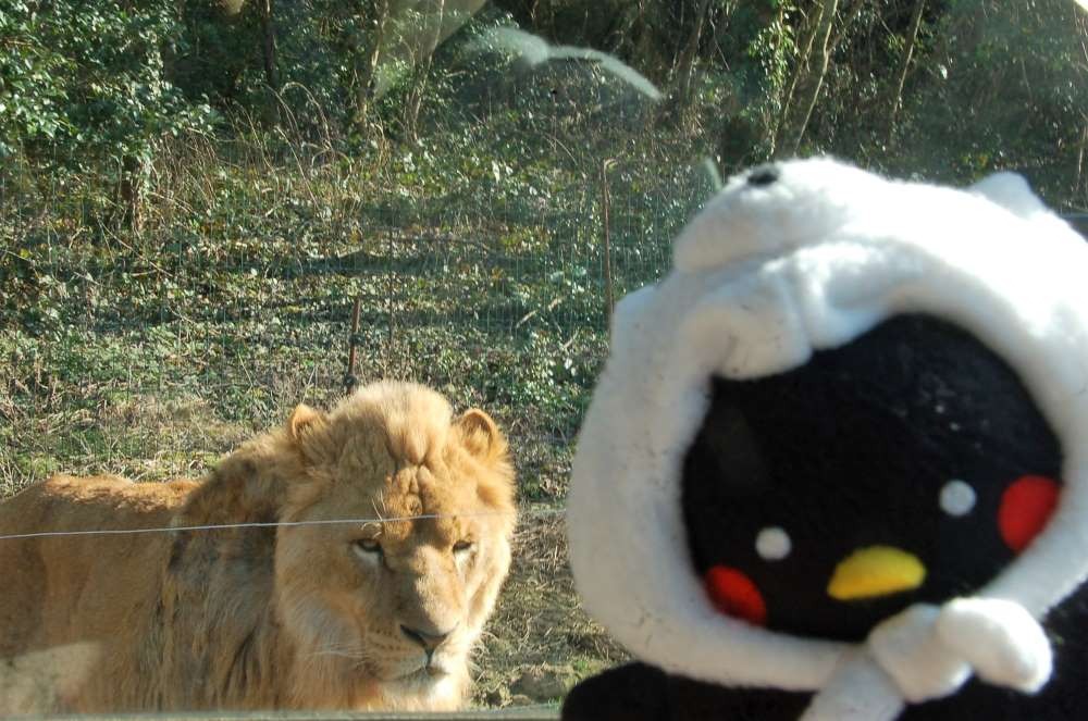 山口県『秋吉台自然動物公園サファリランド』は、家族でお出かけにおすすめのスポット♪動物たちへの餌やりやふれあい体験、遊園地も楽しめます!
