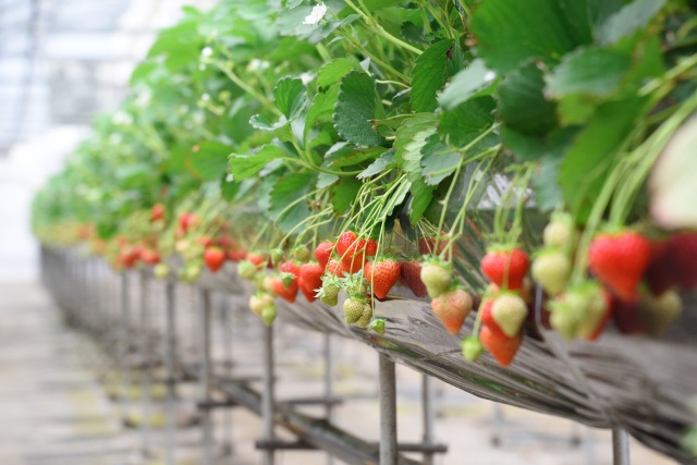 収穫体験（いちご、ブルーベリー、野菜）
